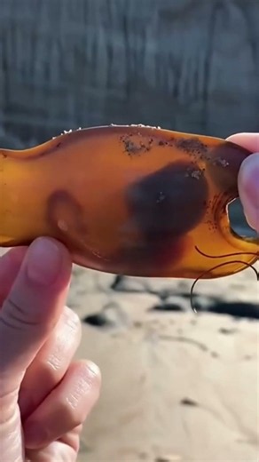Real Shark Eggs Look Nothing Like You Expected 🦈