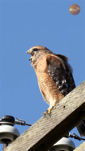 Close-up of Power: The Hawk screaming loudly right on the utility pole. A powerful and majestic shot of the predator. #AnimalKing #Hawk #WildlifePhotography #PowerOfNature #Reels | Animal King