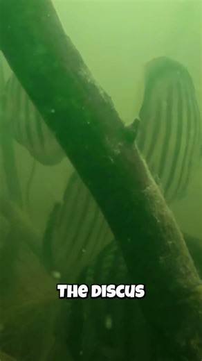 Why Is This Amazon River Fish Shaped Like A Pancake?!