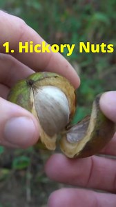 158K views · 2.8K reactions | 3 Wild Foods for Survival in the Appalachian Mountains! #foraging #mushrooms #fungi #wildfood | Son of a Bear Herbs | Facebook