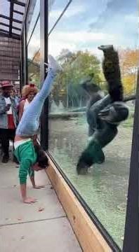 Girls Challenge Gorilla With Hand Strength! Funny Video...