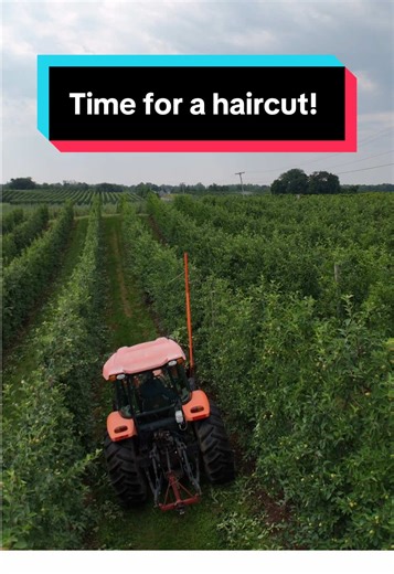 Summer Pruning Tips for Apple Trees