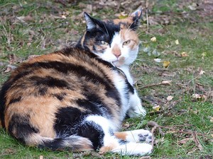 PREGNANT CAT BEHAVIOR - FULL GUIDE