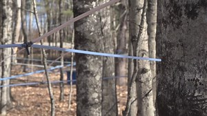 Move over maple: Other tree saps are just as sweet