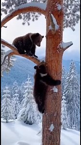 Just two baby bears living their best life… climbing trees, falling into snow, no worries at all. Somewhere in America, this is called a snow day 🇺🇸😂 Nature said: “Oops.” Bears said: “Again!” 🐻❄️ #America #WildlifeMoments #BabyBears #FunnyAnimals #NatureFails #SnowDay #BearLife #OnlyInAmerica #CuteButClumsy #WinterVibes #AnimalComedy #ViralVideo | Nataliya Karavan