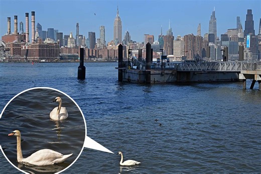Rare, majestic trumpeter swan spotted in NYC for first time — hangs out with fellow fowl