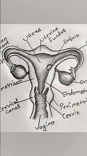 Female Reproductive System Drawing | Labeled Biology Diagram for Students