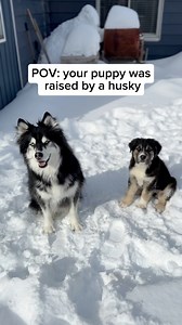 333K views · 12K reactions | Adopted a super mutt, ended up with a super husky #FunnyDogs #DogVideos #Husky #Puppy | Levi the Husky Rescue | Facebook