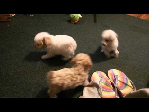 Funny toy poodle puppies playing