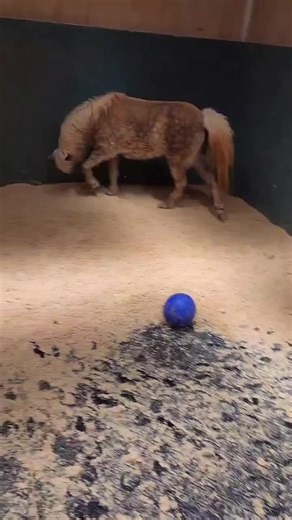 Callie C (@calicopycat)’s videos with original sound - TRAILER PARK BOYS