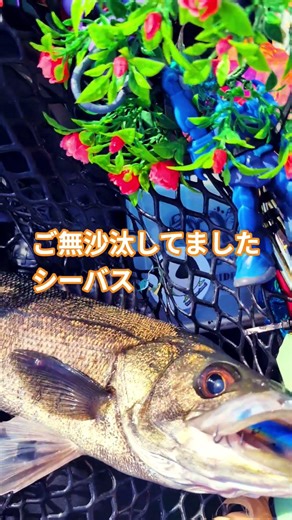 #fishing #www #bassfishing #seabass #Tokyo #kayakfishing #lurefishing #LureMagazine #fishing #JAP...