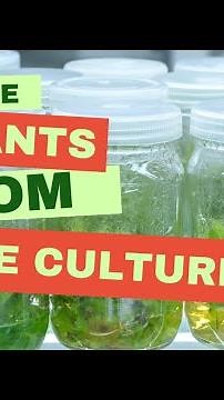 Deflask Tissue Culture Plants | Acclimating plants from agar to soil