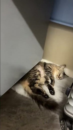 Domestic Medium Hair Cat For Adoption - 2 Years, Belle Fleur 🌸 from Selangor