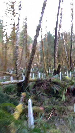 Regenerating Forest for Biodiversity: Restoring Ecosystems on Vancouver Island