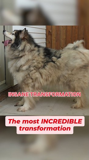 This is by far the most incredibly satisfying groom I've EVER done #alaskanmalamute #dog #grooming #husky #dogsofinstagram | Girl With The Dogs