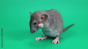 A small gray rat on a green background. The rodent washes itself with its paws. Chroma key for cutting out an animal