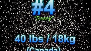 World's Fattest Cats (Top 5!!!)