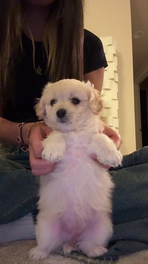 Adorable Puppy Dancing Compilation: Zara Larsson's Stateside