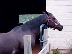 Windsucking mare (cribbing)