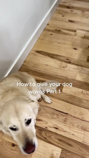 How to Give Your Dog Waves: Step-by-Step Guide