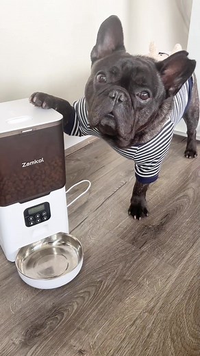 Use code BRUNO023 for 39% off at your Amazon checkout. Check the link in my bio! My human used to forget to feed me on time, but not anymore! Thanks to my new automatic pet feeder, I have consistent feeding schedules that keep my tummy happy and my tail wagging. And with its high-capacity food storage, I can enjoy sustained feeding for days on end. Plus, the personalized voice recorder is an added bonus that lets me hear my human's voice before each meal, making me feel loved and connected even