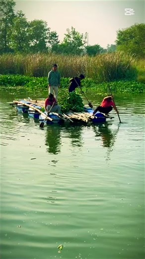 Small steps in the management of water hyacinth (Invasive aquatic plant) in Dande river; connected to our campus periphery.Water hyacinth should be managed because it grows rapidly and blocks… | Shailesh Gurung