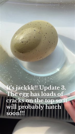 Hatching Capybara Eggs: What’s Inside?