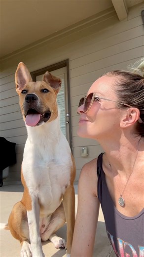 4.8K views · 220 reactions | Her mom may be a doe and her dad may be a dingo, but she’s our now! 藍殺 #DingDoe #puppy #dogreels #BabyDingo #dogmomsoffb #dogmomsoffacebook #familyReels #rescuedogsoffacebook #dogpeople #doggo #dogsoffacebook #puppylife #puppyreels #adoptdontshop #whywerescue #rescuedogs #dogslife | A Tale of 2 Pitties | Facebook