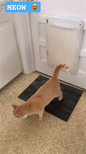 Meow 😻 #meow #meowing #loudmeow #cat #kitty #cutecat