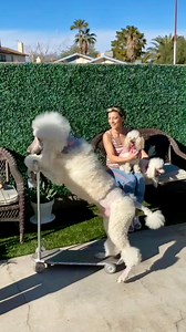51K views · 1.1K reactions | Poodles of fun!   #furbabies #reels #cartoonpoodles | Getti | Facebook