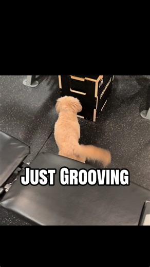 Dancing Dog Enjoys Brazilian House Music Grooves