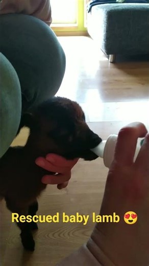 Bottle-Feeding a Baby Lamb at Home 🍼🐑