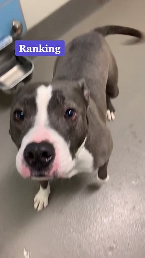 Pibble Time: Celebrate Your Adorable Pup!