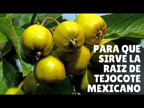 Para que sirve la Raiz de Tejocote Mexicano y sus beneficios
