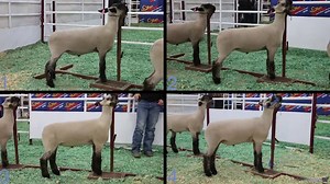 21K views · 109 reactions | This week's new class, market lambs from San Antonio... | Livestockjudging.com | Facebook