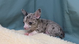 Chihuahua puppy for sale