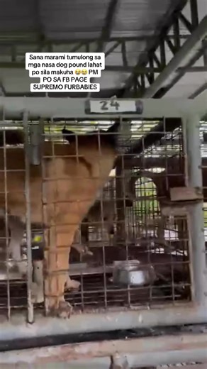 Please extend ur help sa mga nasa dog pound , Bihira lng po sila pakainin po doon 🥹 GCASH 09455765496 Exequiel Raul T #buhay rescuer | Supremo furbabies