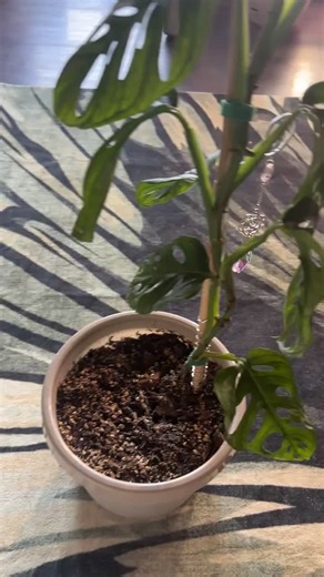 I can’t believe less than a year ago this Adansonii started as a tiny little cutting! I just had to take a moment to appreciate her growth and beauty! #monsteraadansonii #plants #planttiktok #happylife #happyplants