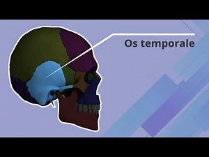 Animatie - Anatomie structuren schedel CME TA