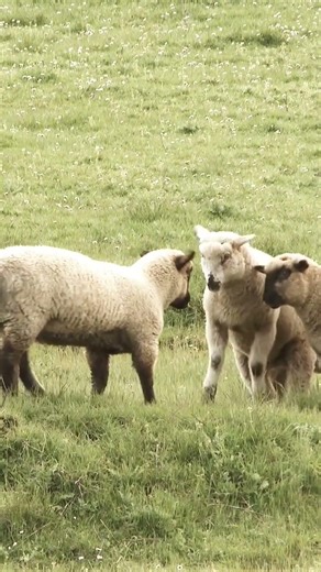 🦴🔥 PREHISTORY | How did the first humans live? | Educational Videos | @HappyLearningES