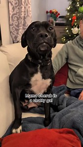 2.3K views · 683 reactions | Cherub is a 2.5 year old pittie girl...