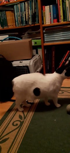 First steps outside #cats #careful #firstmoments