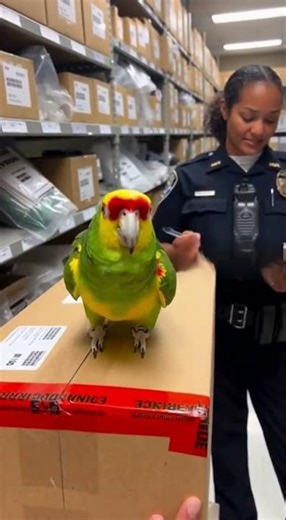 Suspicious Parrot vs Police Evidence Boxes — Viral Moment!