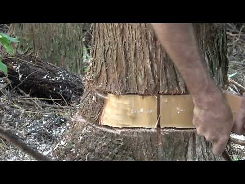 Ringbarking is a useful Tool for managing native forests