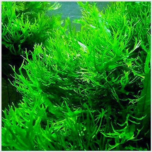 Java Fern Windelov Live Aquarium Plant in Pot – Unique Low Light Plant - Etsy