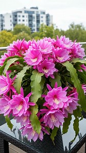 This radiant bloom is a pink-flowered orchid cactus🌵💮🌸, a hybrid of Epiphyllum with scalloped green leaves and multi-layered star-shaped blossoms. #orchids #gardening #garden #flowers | Ammy Lia