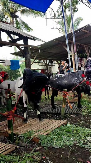 Ini Namanya Domba Gaya #domba #sheep #goat #animal #binatang #hewan #dombagarut #iduladha #kontesdomba #dombakontes | DIDIN DOMBA TV