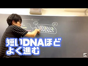 electrophoresis【 biology lecture 】