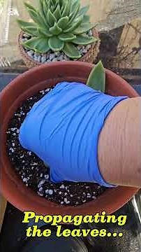 Propagating Echeveria Leaves 🌿 | From One Leaf to New Succulen