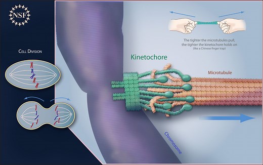 How Kinetochores Help Split Cells